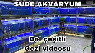 Sude Akvaryum Pet market gezi videosuGüncel Akvaryum balık fiyatlarımuhabbet kuşu fiyatları [upl. by Eneluqcaj]