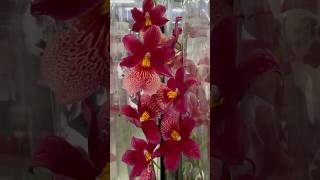 💙💛Beautiful Miltonia Cymbidium Oncidium Odontoglossum💚🤩exotic orchids Епіцентр на Григоренка 40 [upl. by Arni]