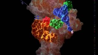 Translation in bacteria [upl. by Riba]