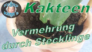 Kakteen durch Stecklinge vermehren [upl. by Conte]