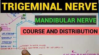 Trigeminal Nerve  3  Mandibular Nerve [upl. by Samau]