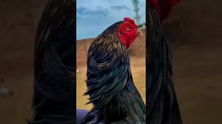 Aseel outstanding quality Roosterviralvideo birds aseel [upl. by Tergram]