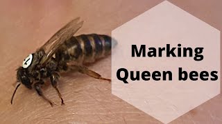 Marking carniolan queen bees queen breeding part 5 carnica queenbee [upl. by Mcgraw171]