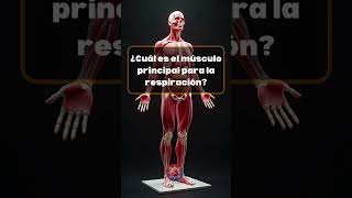 Te Atreves a Superar Este Quiz de Anatomía ¡Demuestra lo que Sabes del Cuerpo Humano [upl. by Batchelor]