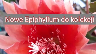 Nowe epiphyllum do kolekcji  Epifityczne kaktusy  epifity [upl. by Ydnagrub]