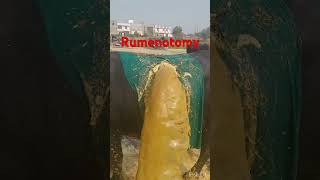 Rumenotomy l Bloat I Tympani l dr Umar khan [upl. by Cowey]