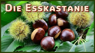 Baumarten Basics Die Esskastanie Castanea sativa  Jowis Wald [upl. by Enirak]