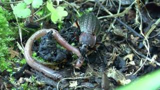 Carabus cancellatus [upl. by Riesman990]