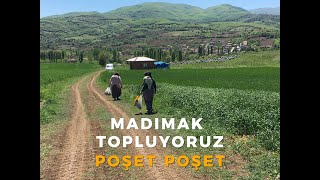 Madımak Zamanı  Poşet Poşet Topladık keşfet keşfetteyiz village [upl. by Sekyere]