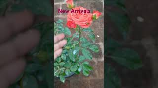 New arrivals of my home Red velvet rose Orange colour rose plantBanana leaf plant Arali cuttings [upl. by Aedrahs84]