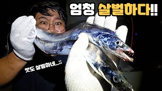 앞바다에 쏟아집니다 살벌한 이빨을 가진 물고기 직접 잡아서 먹어봤습니다Feat 풀치 [upl. by Perlie926]