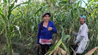 ASÍ SE DOBLA LA MILPA MUJERES DEL CAMPO 😱 [upl. by Peih459]