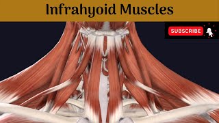 Infrahyoid Muscles Anatomy mbbs education bds headandneckanatomy muscle [upl. by Izmar]