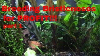 quothow i doquot breeding bristlenose plecos for profit pt 1 [upl. by Jillie504]