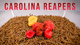 10 000 Mealworms vs CAROLINA REAPERS [upl. by Wendi]