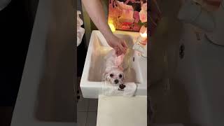 Princess immersive bath  adorable pet debut plan  bichon baby  dog bath  the most favorite dog o [upl. by Eyot]