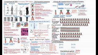 Embriología Curso completo Tema 3 Generalidades de cromosomas [upl. by Brynn]