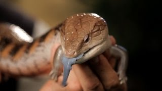 6 Cool Facts about BlueTongued Skinks  Pet Reptiles [upl. by Sivel]