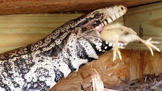 Tegu Eats Three LIVE Chicks 🐥🐥🐤 [upl. by Middlesworth964]