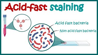 ACID FAST STAINING  Acid fast organisms  Bacterial Staining Technique  Microbiology [upl. by Thielen]