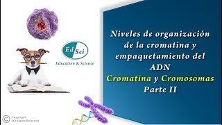 🔴 Organización de la cromatina y empaquetamiento del ADN cromatina y cromosoma  PARTE 2️⃣🧬 [upl. by Gabbi]