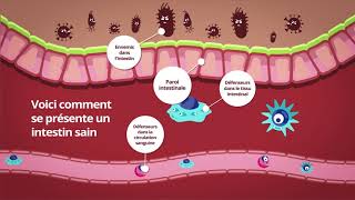 Fonctionnement du système immunitaire intestinal [upl. by Ymmas]