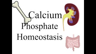 Calcium and Phosphate homeostasis [upl. by Agan]