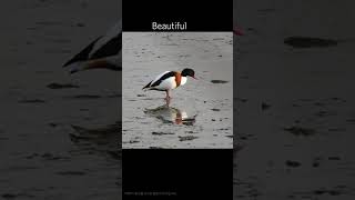 혹부리오리 Shelduck birds nature 0179 [upl. by Rhyner]