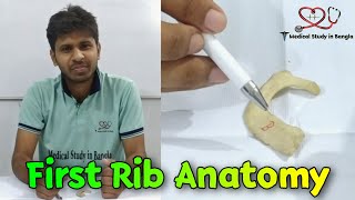 First rib anatomy in bangla [upl. by Mcgannon]