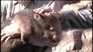 Zoo Gets Three New Wombats [upl. by Ylil958]