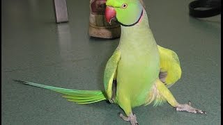 Talking Indian ring neck parrot [upl. by Avik]