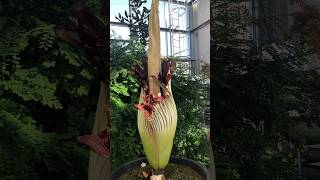 Amorphophallus titanum japan travel rareflowers asiantravel flowers [upl. by Adleme]