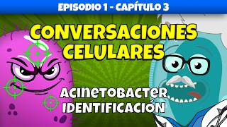 ¿Cómo Identificamos a Acinetobacter baumannii  Conversaciones Celulares  Ep 1 Cap 3 medicina [upl. by Alboran]