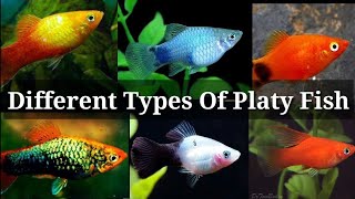 Different Types of Platy Fish  33 [upl. by Lilias808]