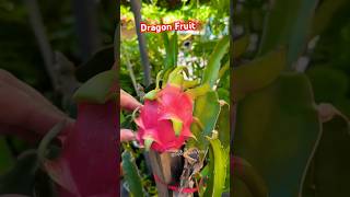 Dragon Fruit 🐉 Shorts Fruit satisfying fruitcutting shortvideo [upl. by Gothart]