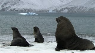 Soaked penguins amp mating seals  Antarctica Ep3 [upl. by Vincentia]