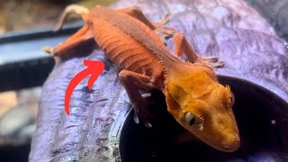 Surviving The Unsurvivable Gecko Update After 8 Months [upl. by Sedgewake882]