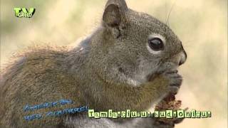 American Red Squirrel  Tamiasciurus hudsonicus [upl. by Colby]