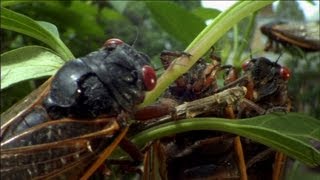 Cicada Plague  Natures Weirdest Events  Episode 2  BBC Two [upl. by Perreault57]