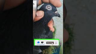 Jacobin pigeon kabootar ki video fancypigeon pigeons kabootar shorts [upl. by Iras271]