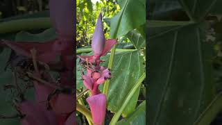 Pink banana  Musa velutina plant available [upl. by Edorej569]