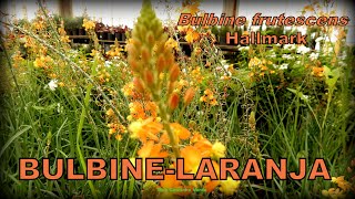 Bulbine frutescens quotHallmarkquot [upl. by Notlew371]