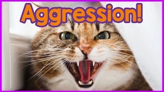 Why is My Cat Aggressive Reasons Your Cat is Aggressive amp How to Help [upl. by Acinomed857]