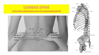 LUMBAR SPINE LOCATION METHODS AND CUN MEASUREMENTS [upl. by Marijo]