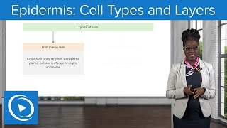 Epidermis Cell Types and Layers – Physiology  Lecturio Nursing [upl. by Bautista157]