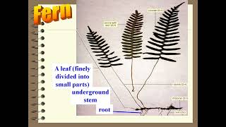 Grade 6 Q2 Week 8  Classification of plants Powerpoint floweringplants plants dicot [upl. by Alysa]