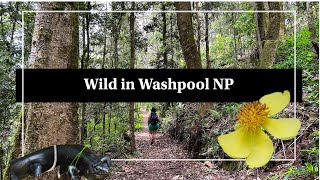 WILD in Washpool National Park [upl. by Zebulen]