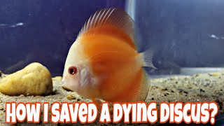 Discus Keeping Hacks How I Survived A Dying Discus Fish Bong Aquatics [upl. by Ariadne562]