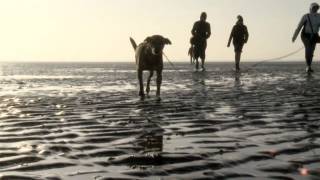 Destination Germany Walking the North Sea Mudflats [upl. by Hsital]