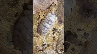 Armadillidium marbalized isopods cleanupcrew bioactive cutepets hobby breeder smallbusiness [upl. by Ellenet704]